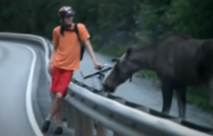 A férfi békésen biciklizik, amikor egyszer csak ott terem két hatalmas jávorszarvas: videó rögzítette, mi történt