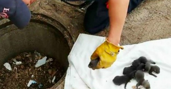 A tűzoltó nyolc kisállatot ment ki a kútból: később rájön hogy azok nem kiskutyák