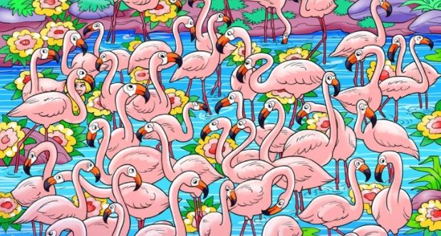 Ha 15 másodpercen belül megtalálod a lányt a flamingók között, szuper a látásod