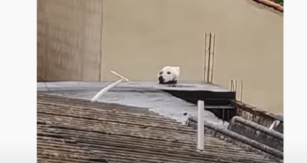 100-ból 99-en elsőre egy kutya fejének gondolják: a videó végén aztán jön az óriási meglepetés